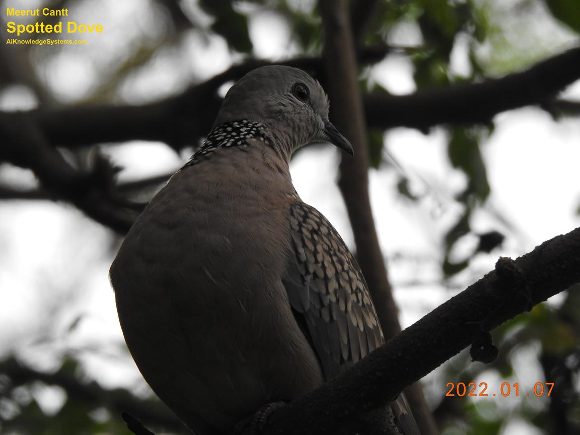 Dove Spotted (61) Coming Soon